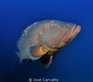 Giant grouper - Madeirense wreck. Nikon D90, Tokina 10/17. by José Carvalho 